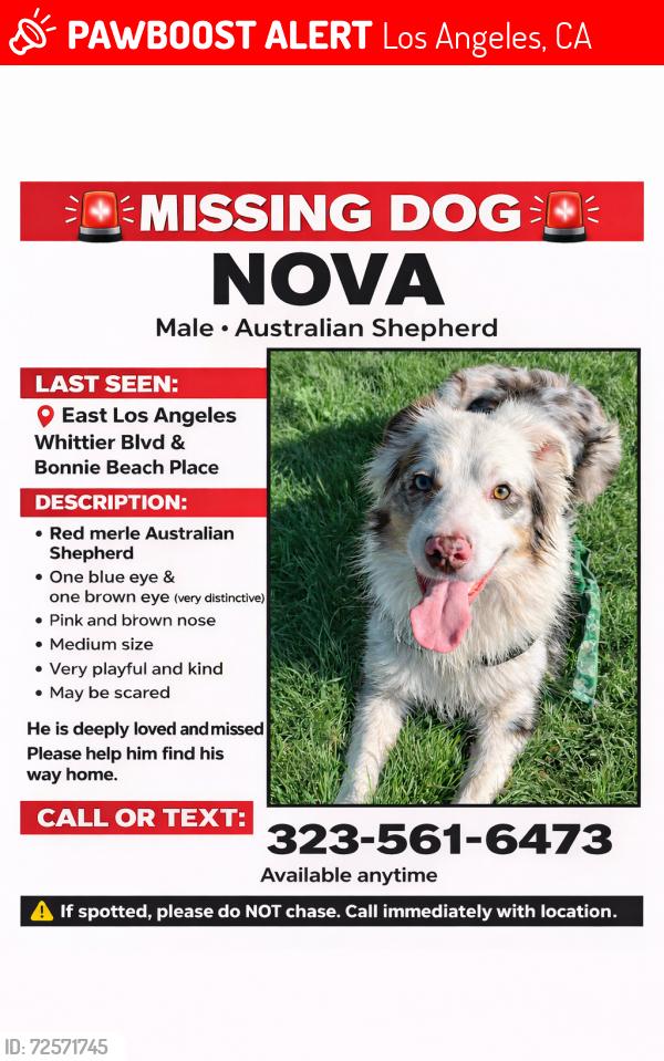 Lost Male Dog last seen Downey and third street near off the 60 freeway , Los Angeles, CA 90023