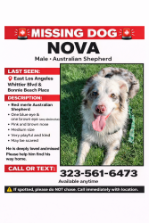 Lost Male Dog last seen Downey and third street near off the 60 freeway , Los Angeles, CA 90023