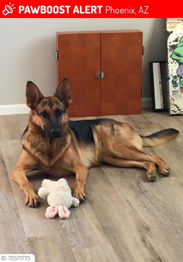 Lost Female Dog last seen 63rd ave on Thomas , Phoenix, AZ 85035