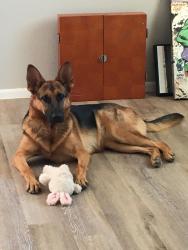 Lost Female Dog last seen 63rd ave on Thomas , Phoenix, AZ 85035