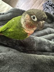 Lost Male Bird last seen E Holly St, Howey-in-the-Hills, FL 34737