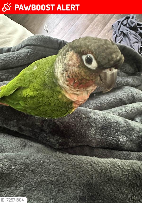 Lost Male Bird last seen E Holly St, Howey-in-the-Hills, FL 34737
