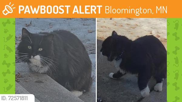 Found/Stray Unknown Cat last seen E. 83rd St , Bloomington, MN 55425