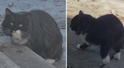 Found/Stray Unknown Cat last seen E. 83rd St , Bloomington, MN 55425