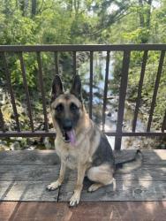 Lost Male Dog last seen 76th Place and McKinley Ave, Los Angeles, CA 90001
