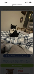 Reunited Female Cat last seen Jog Rd, Lantana Road , Greenacres, FL 33467