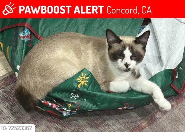 Lost Female Cat last seen Markham nature park , Concord, CA 94521
