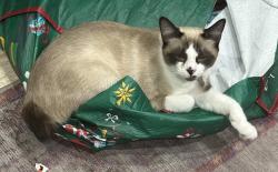 Lost Female Cat last seen Markham nature park , Concord, CA 94521