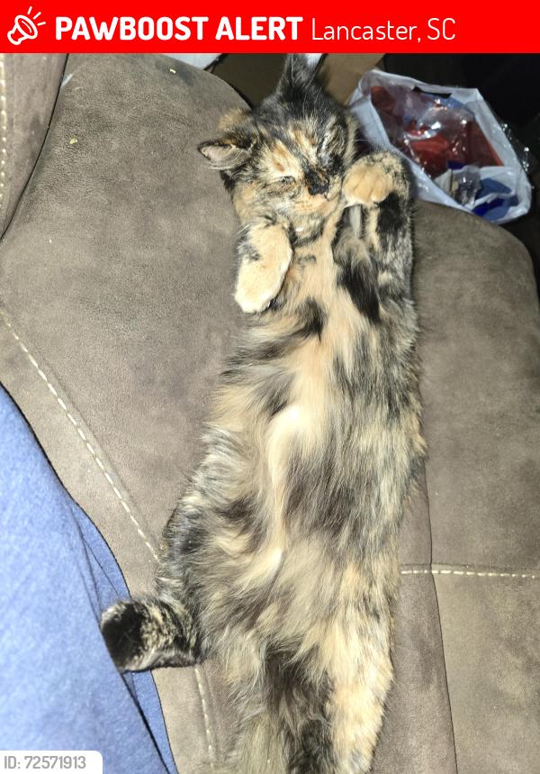 Lost Female Cat last seen Shiloh Unity Rd, Lancaster, SC 29720
