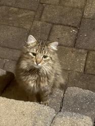 Found/Stray Unknown Cat last seen Kingsbridge , Five Forks, SC 29681