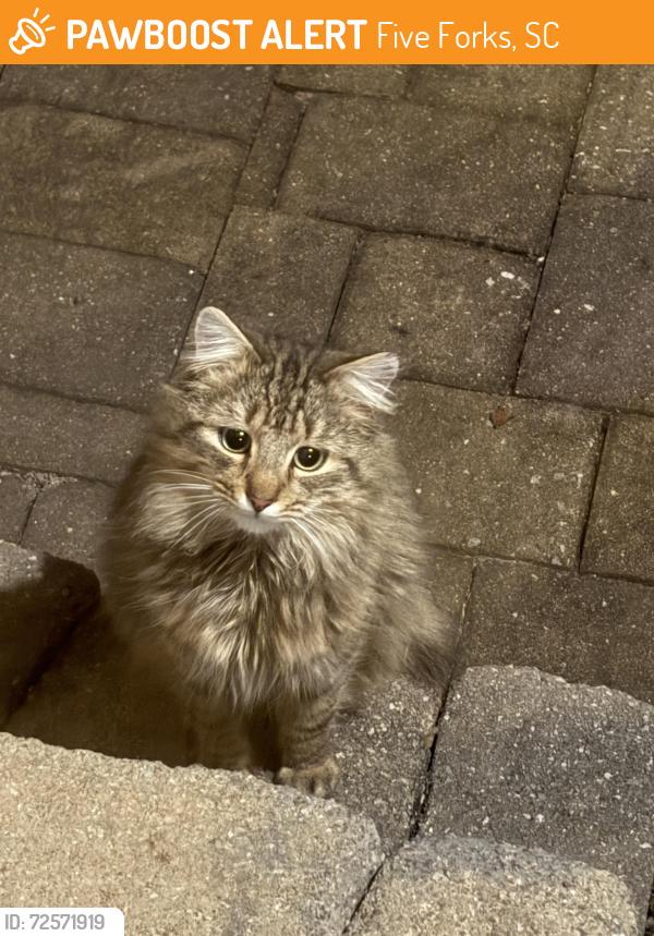 Found/Stray Unknown Cat last seen Kingsbridge , Five Forks, SC 29681