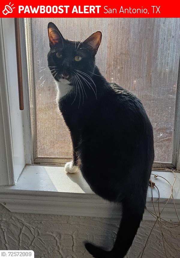 Lost Male Cat last seen Canterfield neighborhood , San Antonio, TX 78240