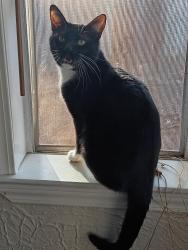 Lost Male Cat last seen Canterfield neighborhood , San Antonio, TX 78240