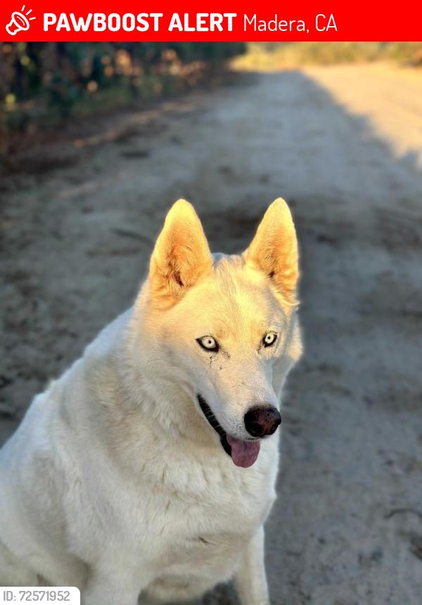 Lost Male Dog last seen hwy 99 & ave 7, Madera, CA 93637