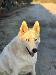 Lost Male Dog last seen hwy 99 & ave 7, Madera, CA 93637