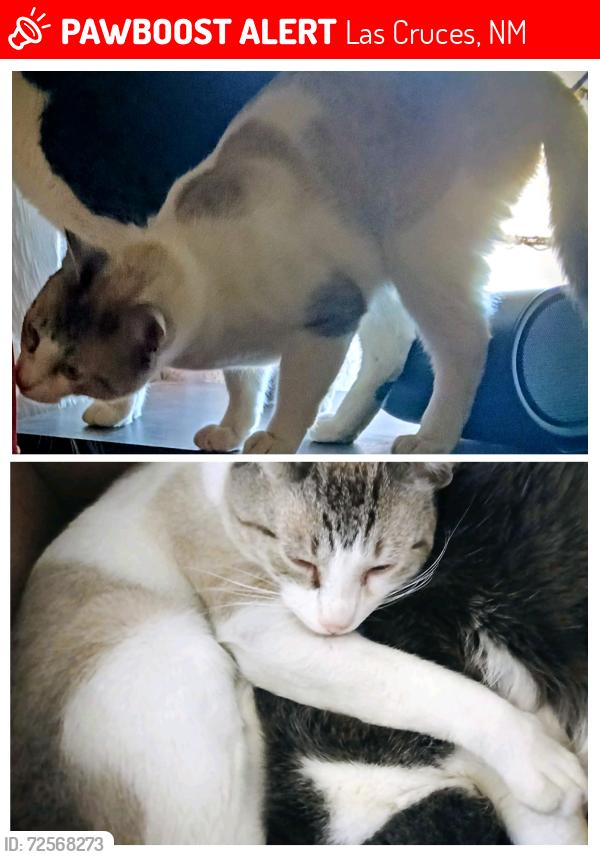Lost Male Cat last seen La Fonda/Missouri/Triviz area, Las Cruces, NM 88001