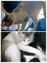 Lost Male Cat last seen La Fonda/Missouri/Triviz area, Las Cruces, NM 88001