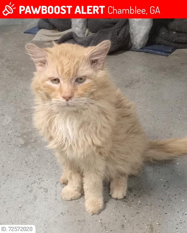 Lost Male Cat last seen LONGVIEW DR and N SHALLOWFORD RD, Chamblee, GA 30341