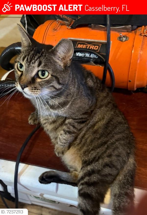 Lost Female Cat last seen San Pablo ave casselberry, fl, Casselberry, FL 32707
