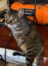 Lost Female Cat last seen San Pablo ave casselberry, fl, Casselberry, FL 32707