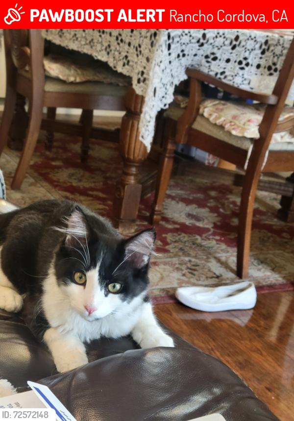 Lost Male Cat last seen Mcgregor and campana, Rancho Cordova, CA 95670