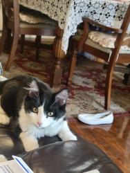Lost Male Cat last seen Mcgregor and campana, Rancho Cordova, CA 95670
