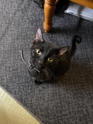Lost Male Cat last seen W 14th Ave, Denver, CO 80204