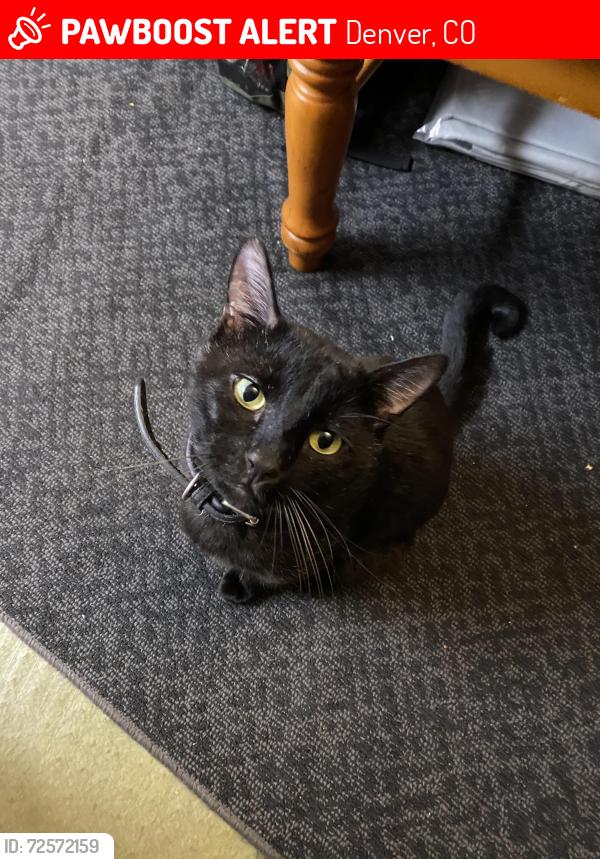Lost Male Cat last seen W 14th Ave, Denver, CO 80204