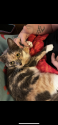 Lost Female Cat last seen N Gilcrease Museum rd and W Easton st , Tulsa, OK 74127