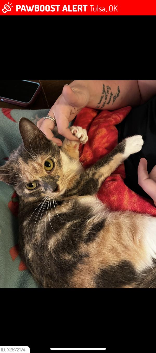 Lost Female Cat last seen N Gilcrease Museum rd and W Easton st , Tulsa, OK 74127