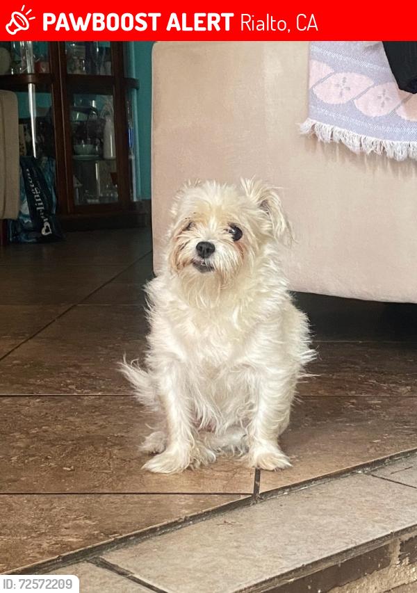 Lost Female Dog last seen Eucalyptus and Atchison, Rialto, CA 92376
