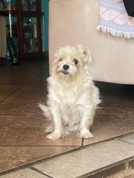 Lost Female Dog last seen Eucalyptus and Atchison, Rialto, CA 92376