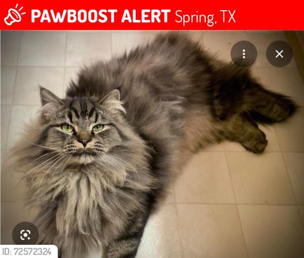 Lost Male Cat last seen Enchanted Oaks Drive, Spring, TX 77388
