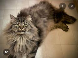 Lost Male Cat last seen Enchanted Oaks Drive, Spring, TX 77388