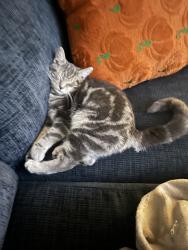 Lost Female Cat last seen Grizzly espresso, Yakima, WA 98902