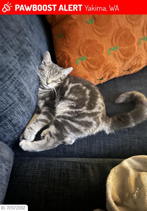 Lost Female Cat last seen Grizzly espresso, Yakima, WA 98902