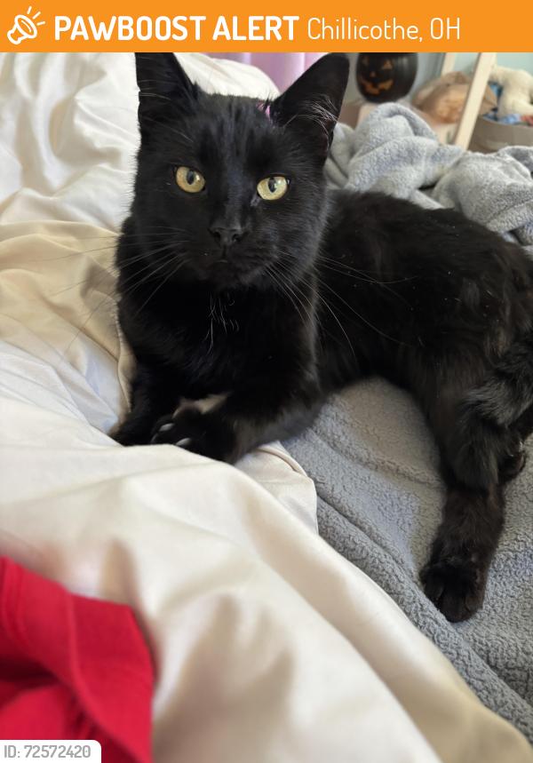 Found/Stray Unknown Cat last seen W 5th street, Chillicothe, OH 45601