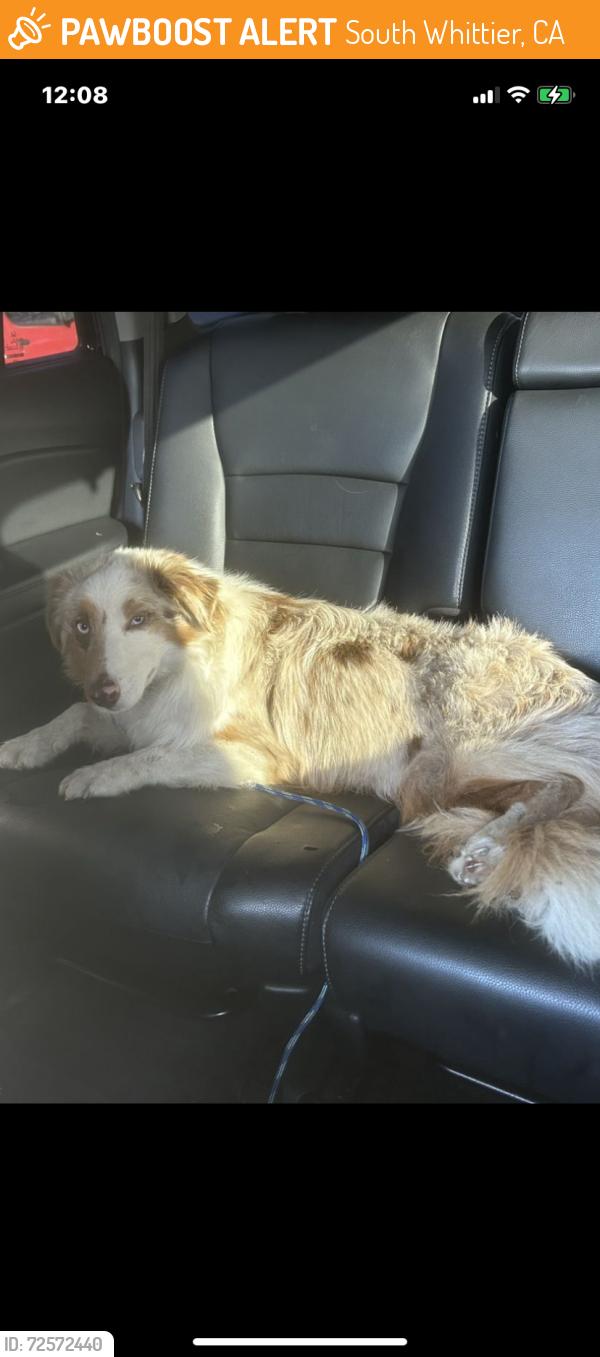 Found/Stray Female Dog last seen La Mirada Blvd and Mulberry , South Whittier, CA 90604