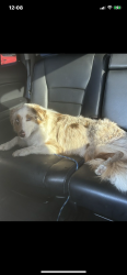 Found/Stray Female Dog last seen La Mirada Blvd and Mulberry , South Whittier, CA 90604