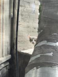 Found/Stray Male Cat last seen 22nd and Valencia, San Francisco, CA 94110