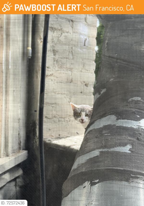 Found/Stray Male Cat last seen 22nd and Valencia, San Francisco, CA 94110