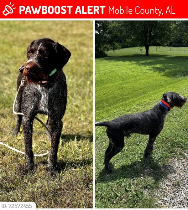 Lost Male Dog last seen Lott Road (Hwy. 217) and Georgetown Chunchula Road, Mobile County, AL 36587