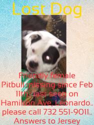Lost Female Dog last seen Hamilton Ave and ocean Blvd Leonardo nj, Middletown Township, NJ 07737