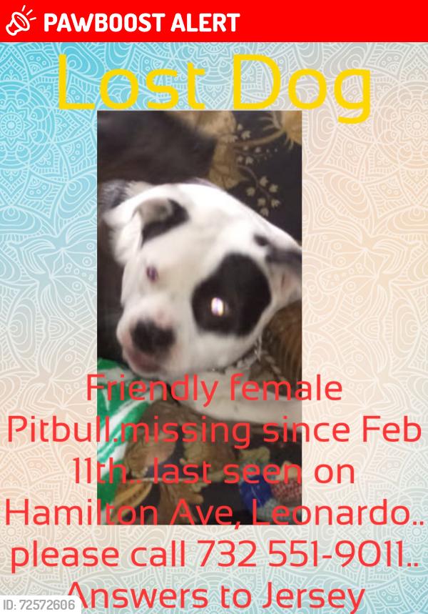Lost Female Dog last seen Hamilton Ave and ocean Blvd Leonardo nj, Middletown Township, NJ 07737