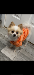 Lost Male Dog last seen Darien st Fort Worth Tx. 76140, Fort Worth, TX 76140