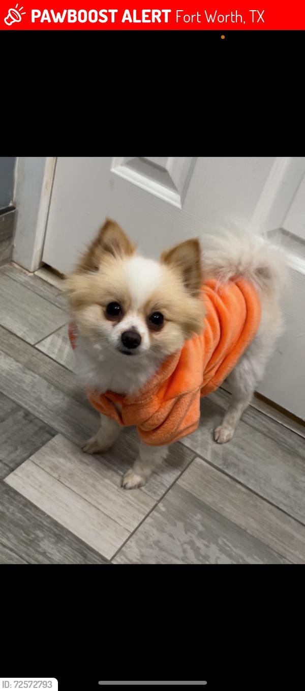 Lost Male Dog last seen Darien st Fort Worth Tx. 76140, Fort Worth, TX 76140