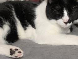Lost Female Cat last seen T st se @ 14th st se, Washington, DC 20020