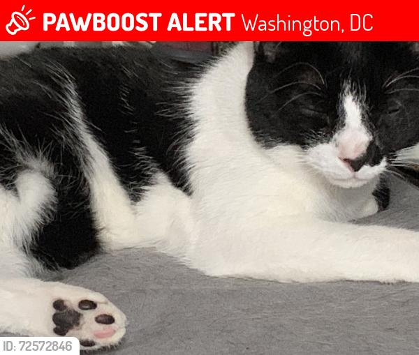 Lost Female Cat last seen T st se @ 14th st se, Washington, DC 20020