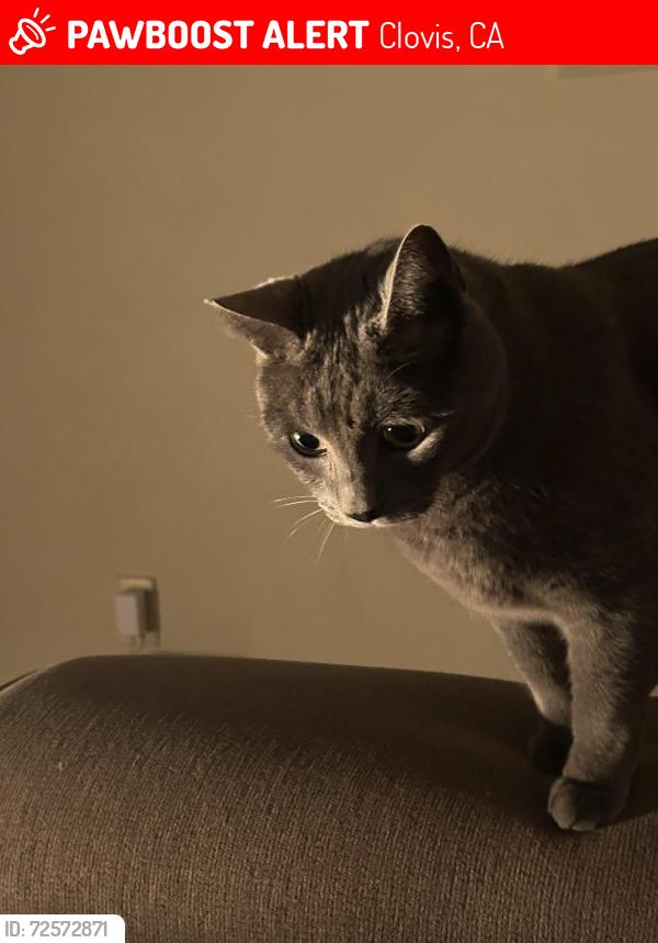 Lost Male Cat last seen Willow and nees/ willow and alluvial , Clovis, CA 93619
