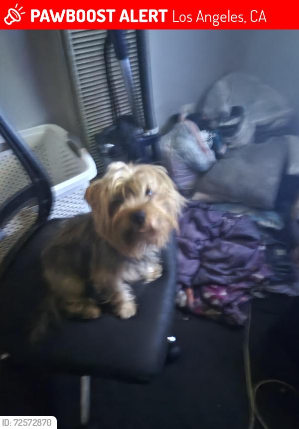 Lost Male Dog last seen San pedro , Los Angeles, CA 90003